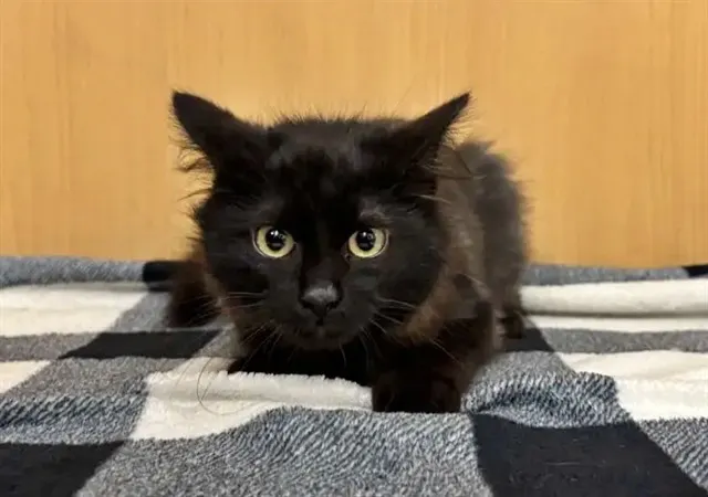Pantera