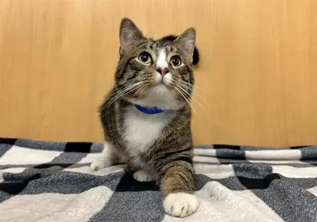 Leo