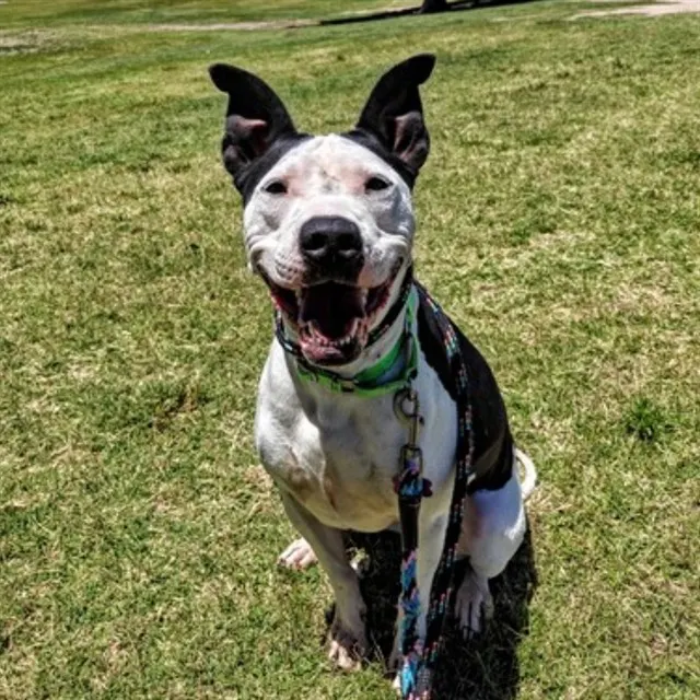 Daisy