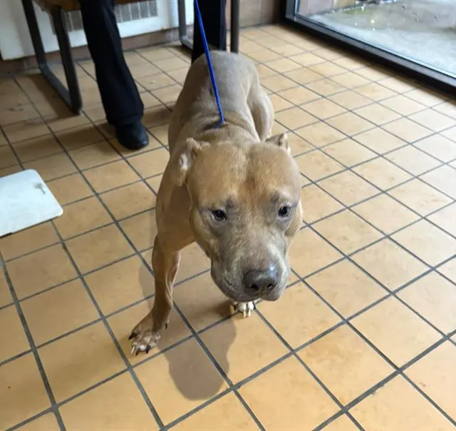 Adoptable Dog