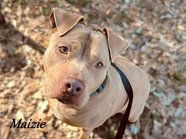 Maizie