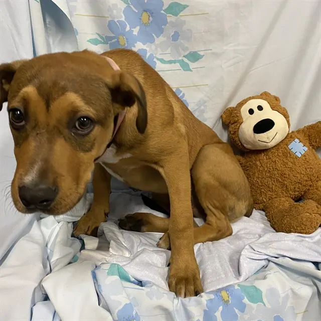 Adoptable Dog