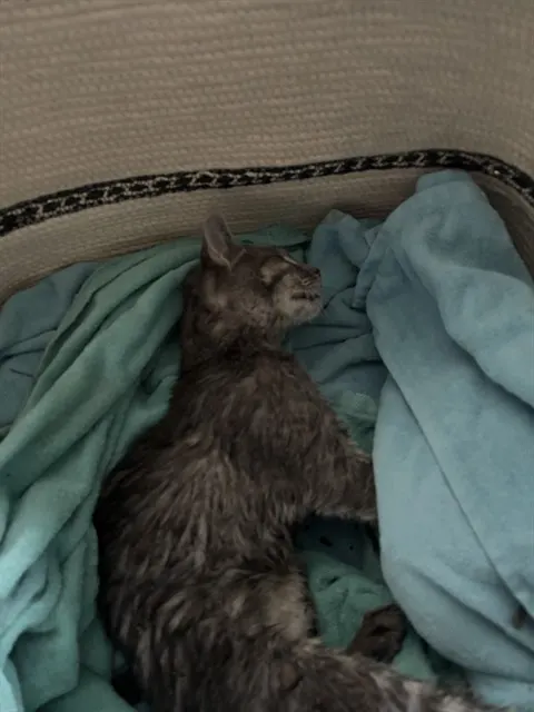 Adoptable Cat