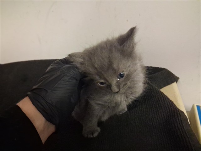Adoptable Cat