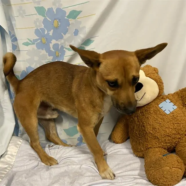 Adoptable Dog