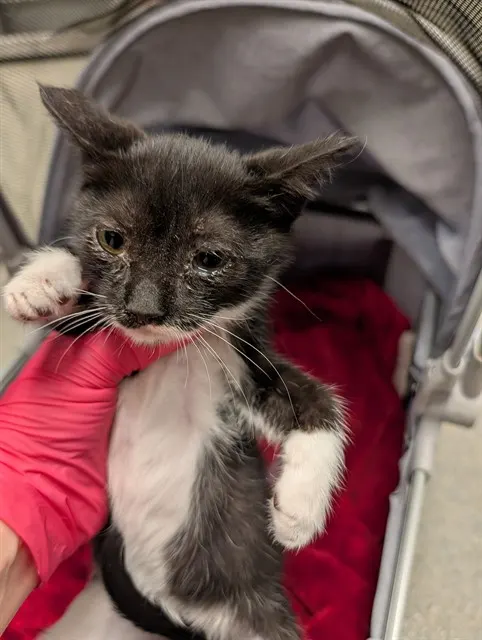 Patricia - In Foster