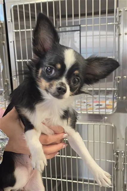 Adoptable Dog