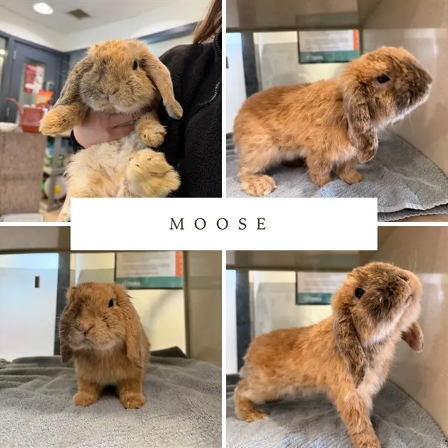 Moose