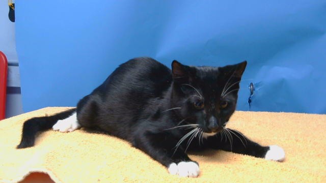 Adoptable Cat