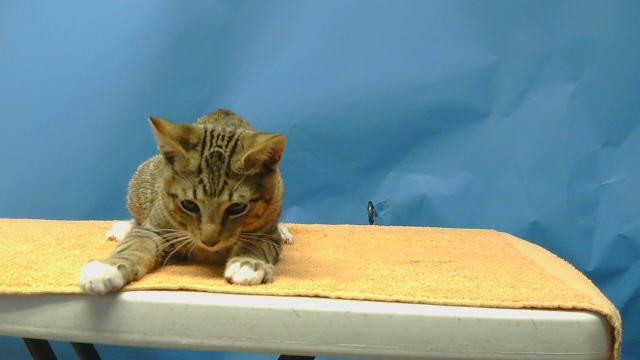 Adoptable Cat