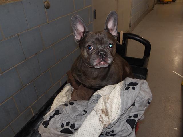 Adoptable Dog