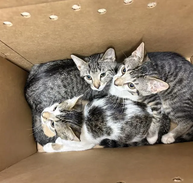 Adoptable Cat