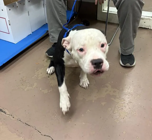 Adoptable Dog