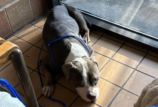 Adoptable Dog