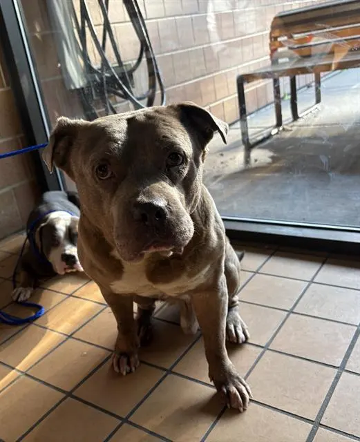 Adoptable Dog