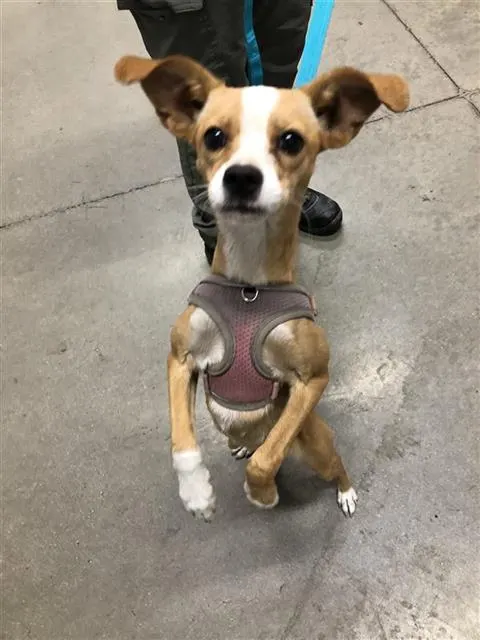 Adoptable Dog