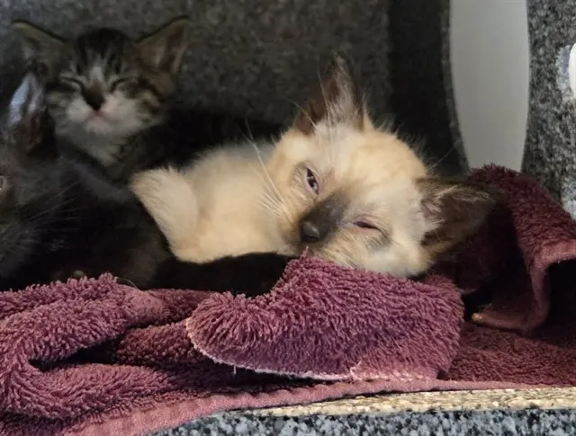Adoptable Cat