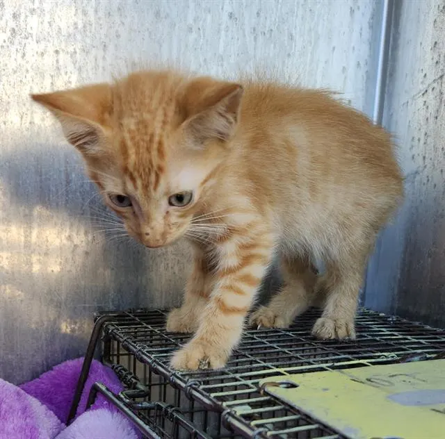 Adoptable Cat