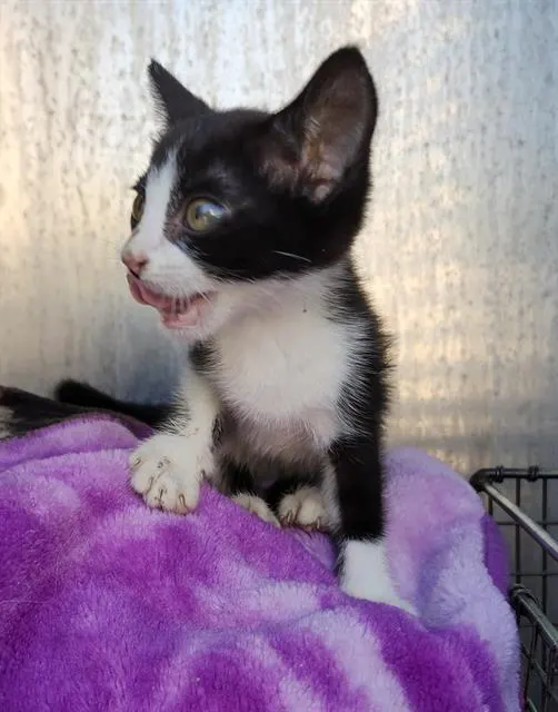 Adoptable Cat
