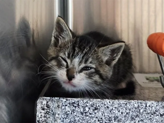 Adoptable Cat