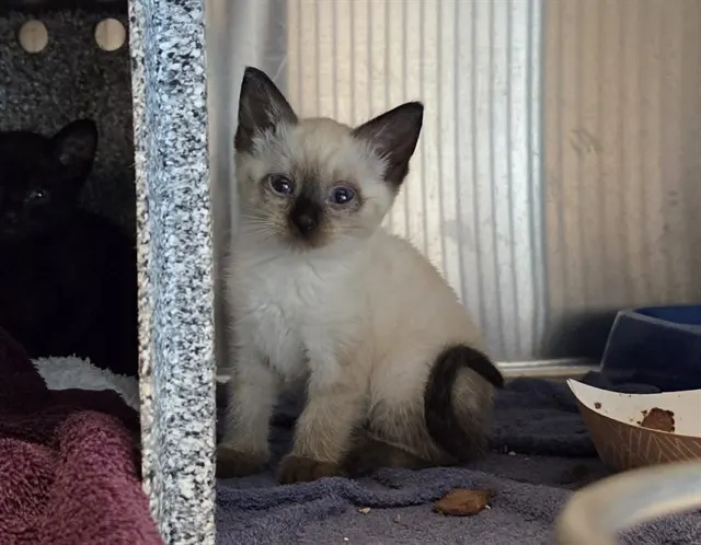 Adoptable Cat