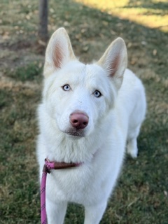 Bolt