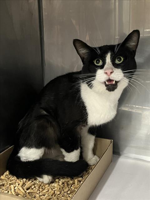 Adoptable Cat
