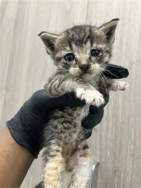 Adoptable Cat