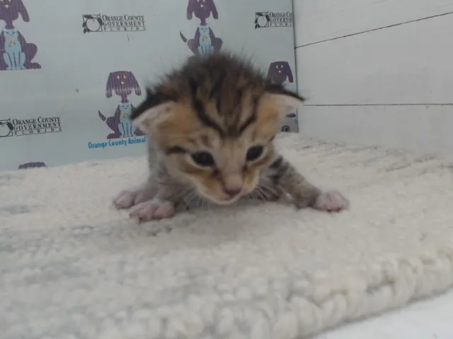 Tigger