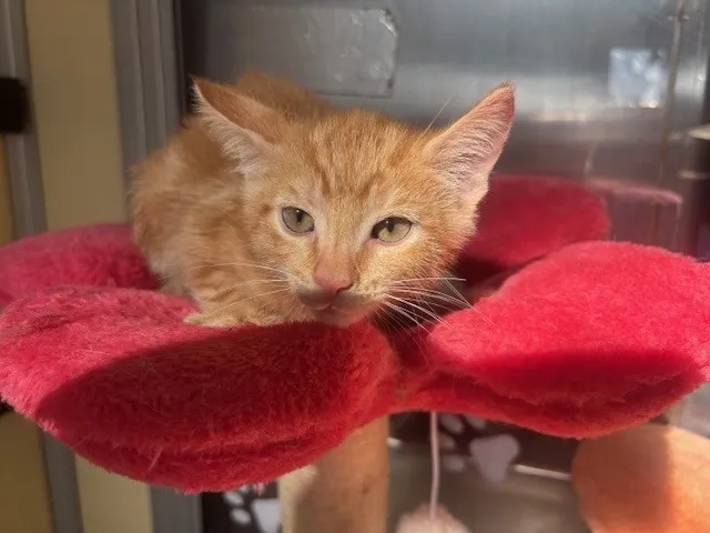 Adoptable Cat