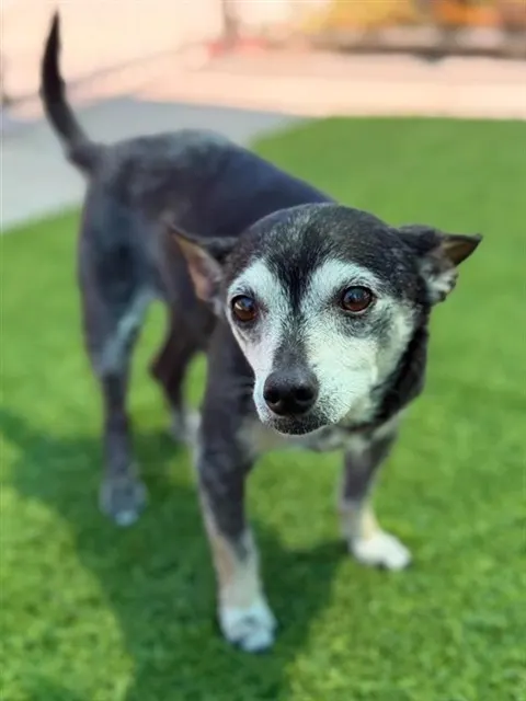Chico