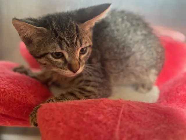 Adoptable Cat
