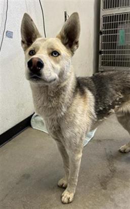 Adoptable Dog