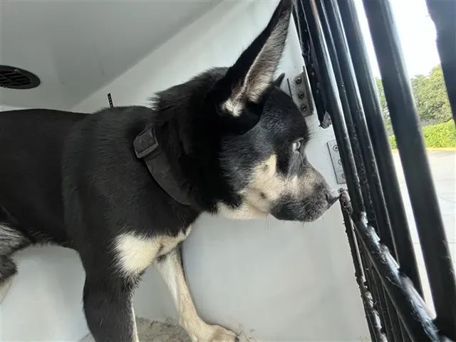 Adoptable Dog