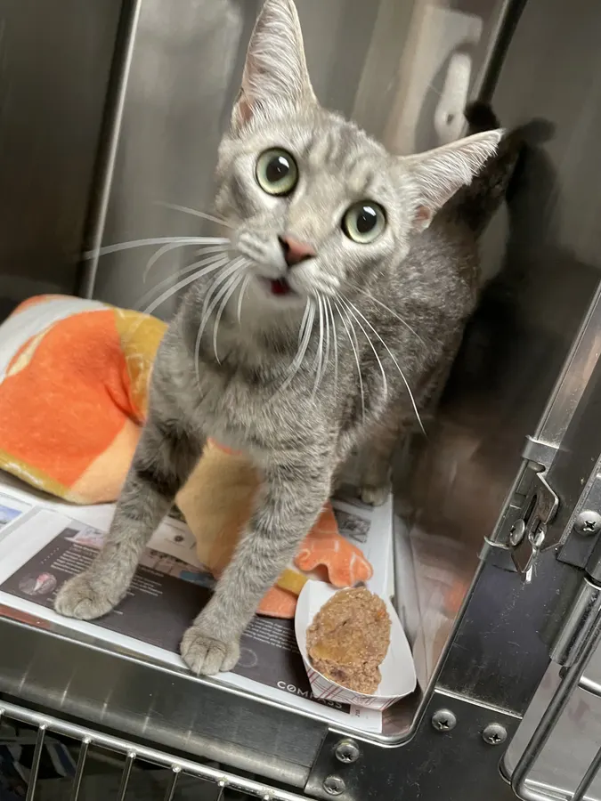Adoptable Cat