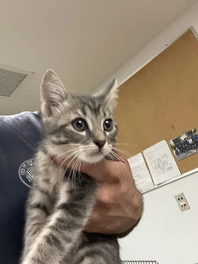 Adoptable Cat