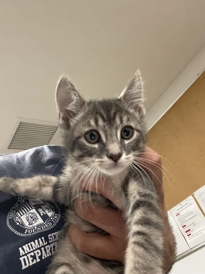 Adoptable Cat