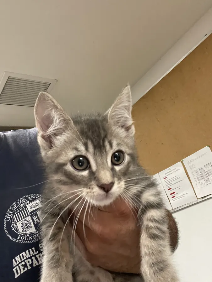 Adoptable Cat