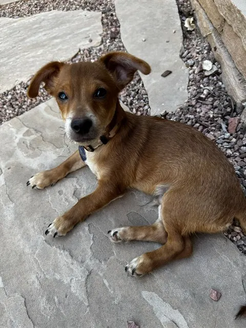 Peanut
