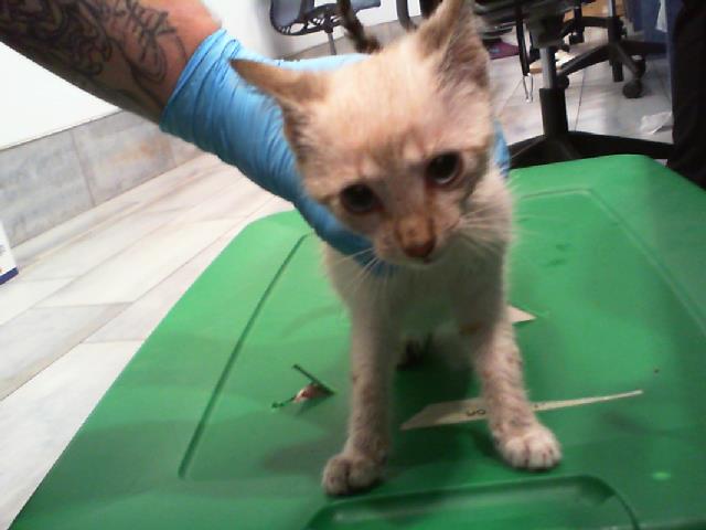 Adoptable Cat