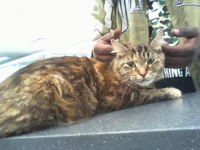 Adoptable Cat