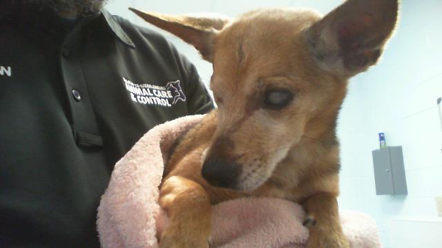 Adoptable Dog