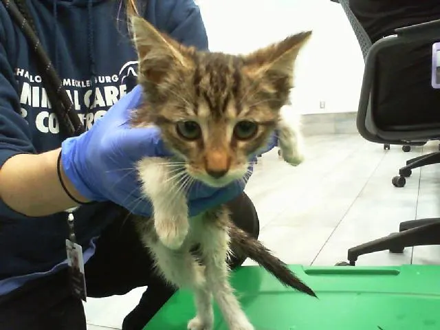 Adoptable Cat