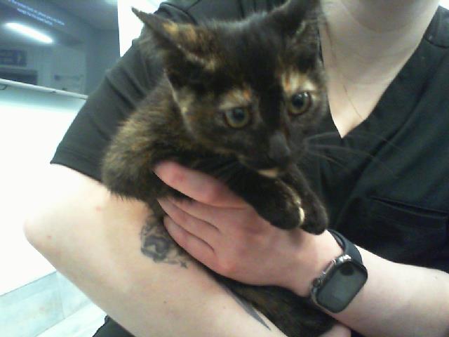 Adoptable Cat