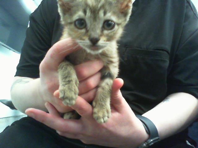 Adoptable Cat