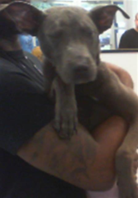 Adoptable Dog