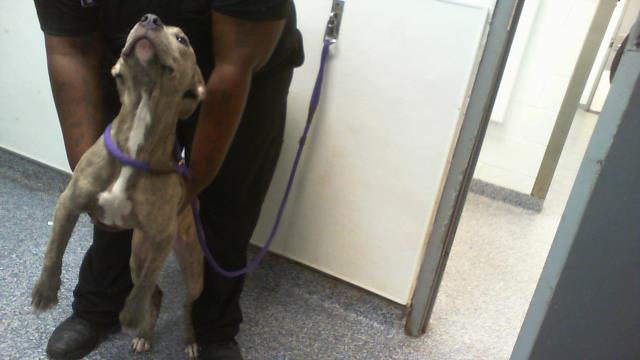 Adoptable Dog