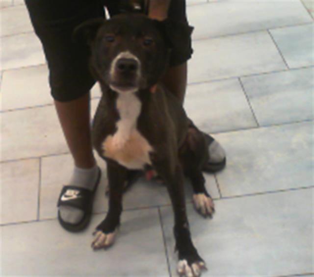 Adoptable Dog
