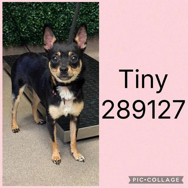 Tiny