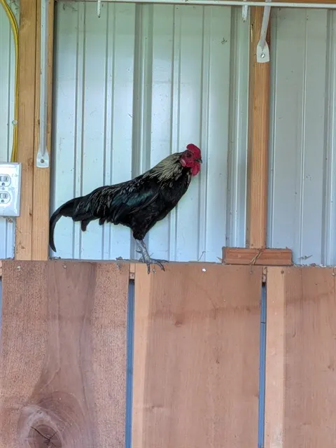 Adoptable Bird